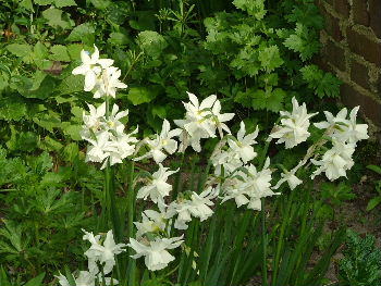 Narcissus 'Thalia' bestellen